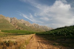 Weinprobe im Piccola Köln: Weinberge in Südafrika